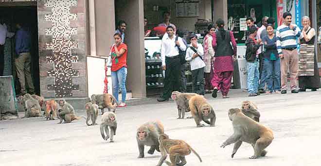 हिमाचल चुनाव में बंदर बना चुनावी मुद्दा