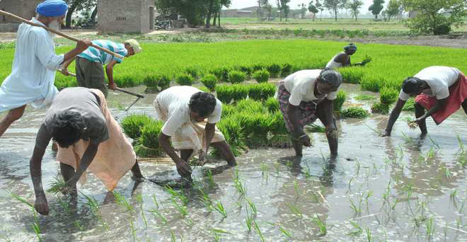 पंजाब में गैर-बासमती धान का रकबा 7.5 लाख एकड़ घटा, किसानों ने अन्य फसलों का रुख किया