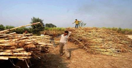 गन्‍ना किसानों का 75 फीसदी भुगतान 15 जुलाई तक: हाईकोर्ट