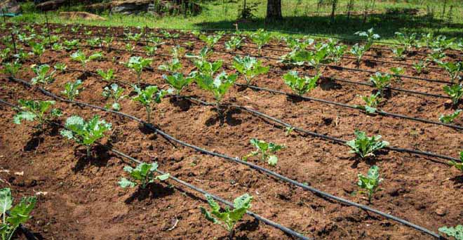 ड्रिप सिंचाई से फसलों की प्रति हैक्टेयर उत्पदकता में बढ़ोतरी—आईसीएआर