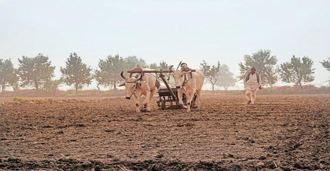 राजस्थान में रबी फसलों की बुवाई आगे, सरसों की बुवाई में भारी बढ़ोतरी