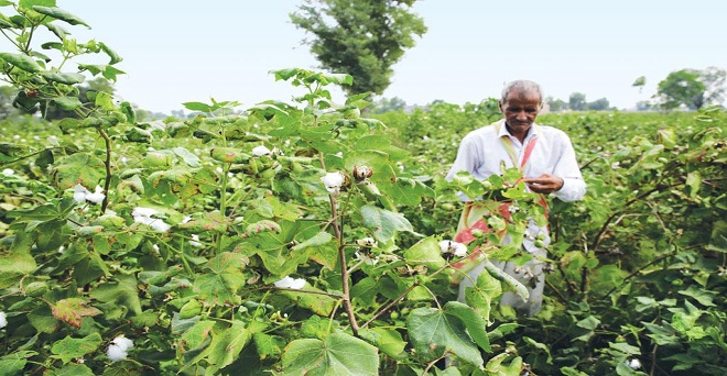 भारत में बीटी कॉटन पर किसान कर रहे ज्यादा खर्च : अमेरिकी अनुसंधानकर्ता