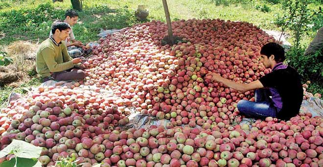 हिमाचल प्रदेश में सेब की फसल पर मौसम बदलाव की मार, किसान परेशान
