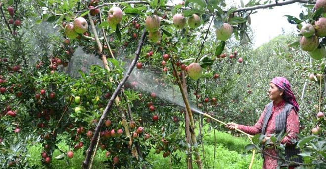 हिमाचल में सेब की फसल पर स्कैब रोग, फफूंदनाशकों का छिड़काव करने की सलाह