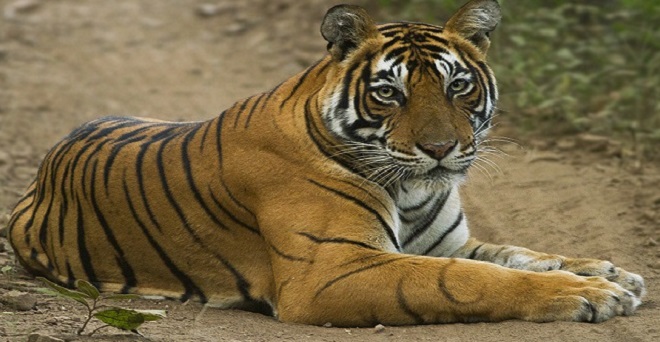 क्या भारत में बाघों की संख्या बढ़ा-चढ़ाकर बताई गई !