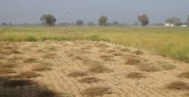 खराब मौसम ने सरसों किसानों की बढ़ाई चिंता, हल्की बारिश से गेहूं को होगा फायदा