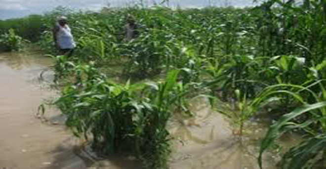 मध्यप्रदेश में बाढ़ से प्रभावित किसानों को तत्काल मिलेगी 25 फीसदी बीमा राशि
