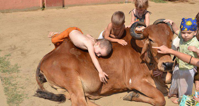 गौ रक्षा पर हिंसा: सुप्रीम कोर्ट का 6 राज्यों को नोटिस