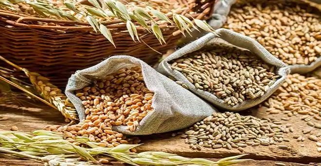 खाद्यान्न का रिकार्ड 29.19 करोड़ टन उत्पादन का अनुमान, गेहूं के साथ चावल होगा बंपर