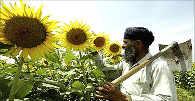 हरियाणा से 2,400 टन सूरजमुखी की खरीद को मंजूरी, कुछेक किसानों को ही होगा फायदा