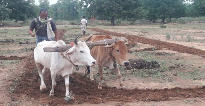महाबीज महाराष्ट्र के किसानों को रियायती दर पर रबी की बुआई के लिए बीज देगी