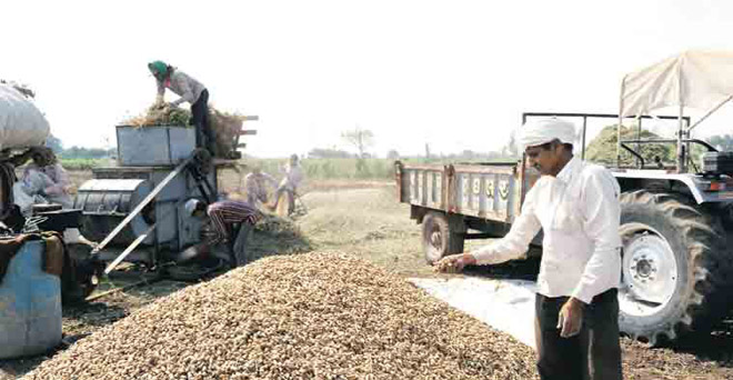 मूंगफली दाने के निर्यात में 27.71 फीसदी की गिरावट