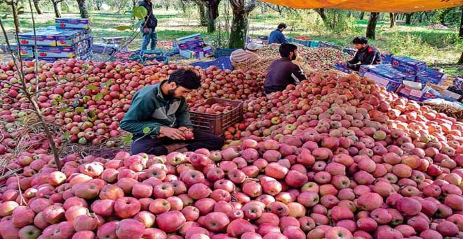 कश्मीरी उत्पादकों ने अभी तक केवल 6 लाख टन सेब ही राज्य से बाहर भेजा