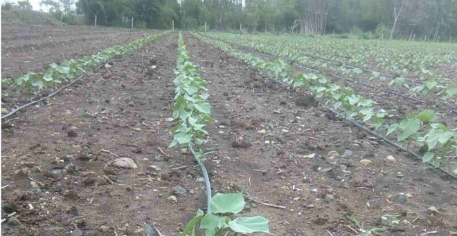 गुजरात : बारिश सामान्य के मुकाबले 8 फीसदी कम, खरीफ फसलों की बुवाई 12.56 फीसदी पिछड़ी