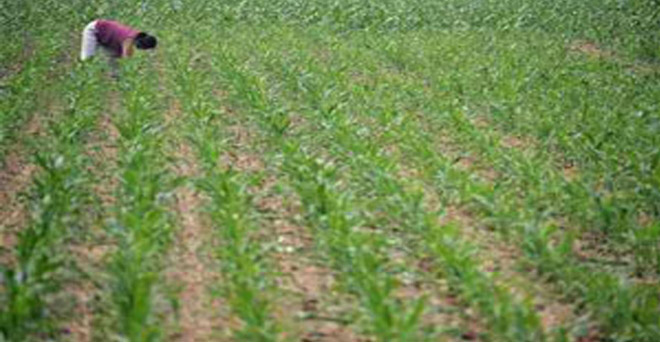 मानसूनी बारिश सामान्य से 8 फीसदी कम, फिर भी खरीफ फसलों की बुवाई 0.72 फीसदी बढ़ी