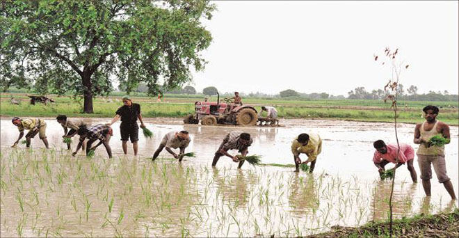 अगले 48 घंटों में उत्तर भारत में सक्रिय होगा मानसून, खरीफ फसलों की बुवाई में आयेगी तेजी