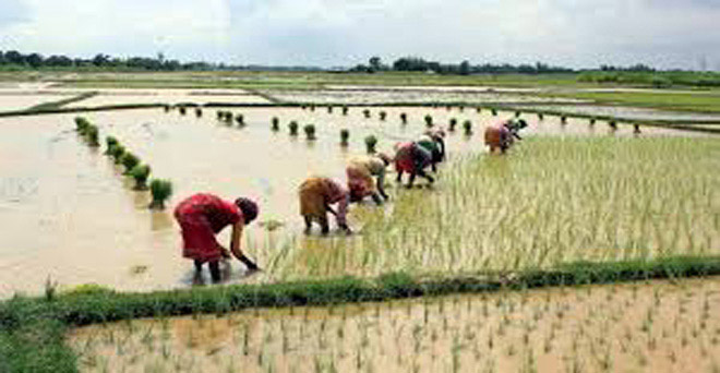 देशभर के 56 फीसदी हिस्से में मानसूनी बारिश कम, खरीफ फसलों की बुआई 6.43 फीसदी घटी