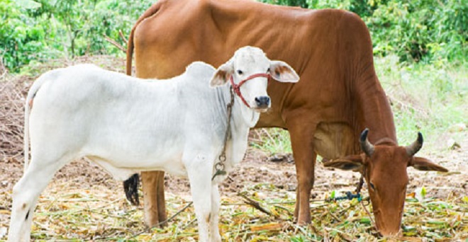 गाय को बचाने में गई तीन मुसलमानों की जान