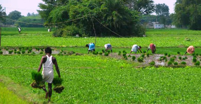 डब्ल्यूटीओ: कृषि पर मसौदे पर विरोध दर्ज करा सकता है भारत