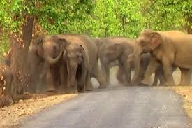छत्तीसगढ़ में हफ्ते भर में पांच हाथियों की मौत, सीएम ने अफसरों को घटनास्थल के लिए किया रवाना
