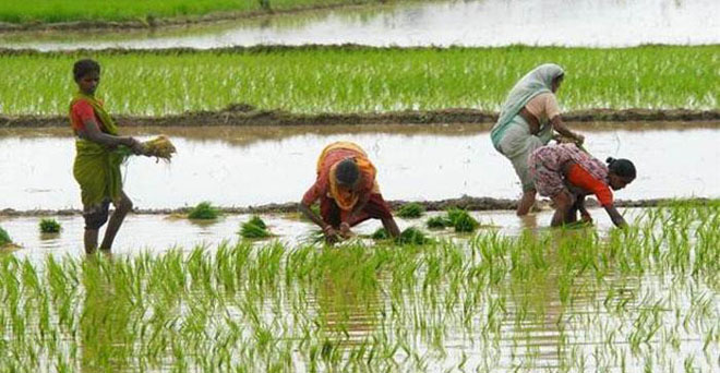 कई राज्यों में मानसूनी बारिश होने से खरीफ फसलों की बुवाई बढ़ने लगी