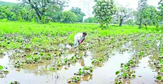 मध्य प्रदेश में बाढ़ से 9,600 करोड़ की फसलों के नुकसान का अनुमान