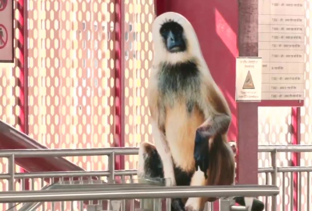 लखनऊ के मेट्रो स्टेशन जब बंदरों ने मचाया आतंक, यूपी सरकार ने निकाला ये रास्ता