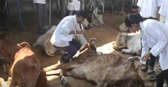 राजस्‍थान में भाजपा का राज : भूख-गंदगी से मर रही गायें, कोर्ट ने मांगी रिपोर्ट