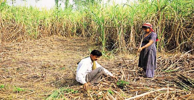 उत्तर प्रदेश में योगी सरकार ने नहीं बढ़ाया गन्ना मूल्य, किसान मायूस