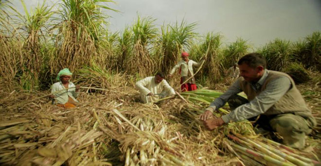 उत्तर प्रदेश के गन्ना किसानों को सपा सरकार के दौर के बकाए पर मिलेगा ब्याज