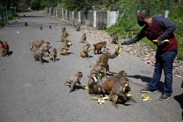 कोरोना वायरस के मद्देनजर लॉकडाउन के बीच बंदरों को केले खिलाता स्वयंसेवक