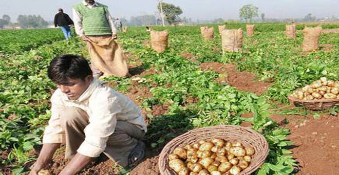 बंगाल सरकार किसानों से 10 लाख टन आलू खरीदेगी