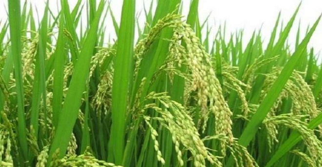 के. चंद्रशेखर राव के अनुसार : तेलंगाना देश का चावल का कटोरा बना