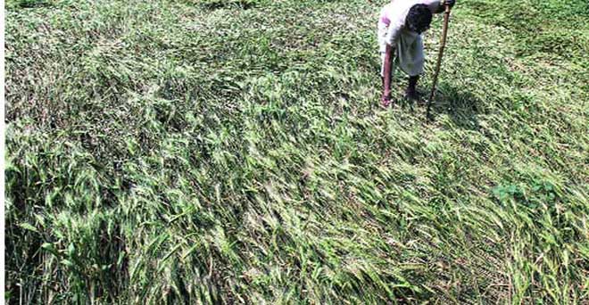 महाराष्ट्र के मराठवाड़ा और विदर्भ में बारिश और ओलावृष्टि से फसलों को नुकसान