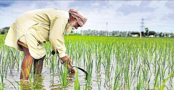 जलवायु परिवर्तन भारत में प्रमुख फसलों को प्रभावित करता है-रिपोर्ट