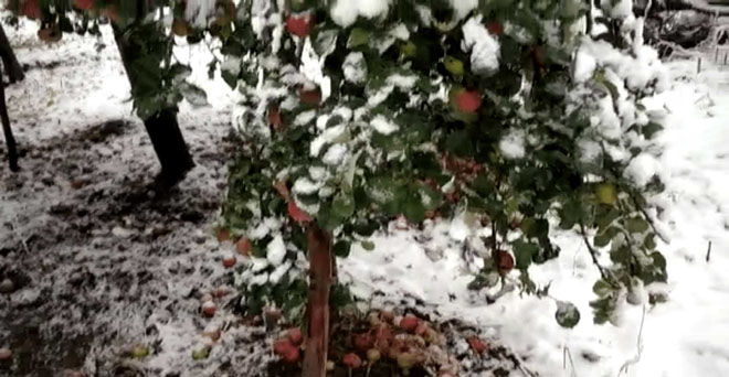 कश्मीर में भारी बर्फबारी से सेब की फसल को नुकसान, सरकार से मुआवजे की मांग