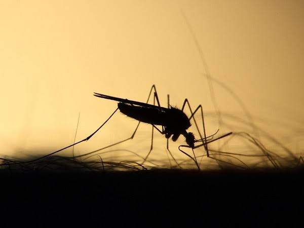 दिल्ली में डेंगू संक्रमण की संख्या में बढ़ोतरी, 4 दिन में सामने आए 300 से अधिक मामले