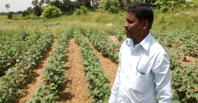 मोनसेंटो ने भारत में बीटी कपास के बीजों की बिक्री में अधिकारों का दुरुपयोग किया-सीसीआई