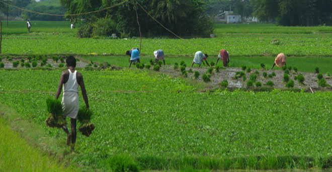 ओडिशा के सवा लाख छोटे किसानों के लिए विश्व बैंक देगा 16.5 करोड़ डॉलर