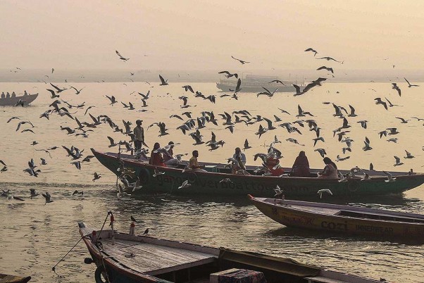 वाराणसी में गंगा नदी में एक नाव के आसपास घूमते प्रवासी पक्षी