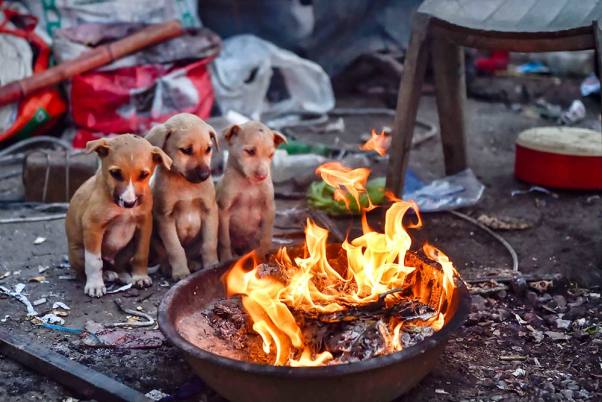 नई दिल्ली में ठंडी सुबह के दौरान अलाव का आनंद