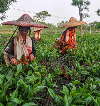 शिवसागर जिले के अमगुरी में चाय की पत्तियां तोड़ते मजदूर