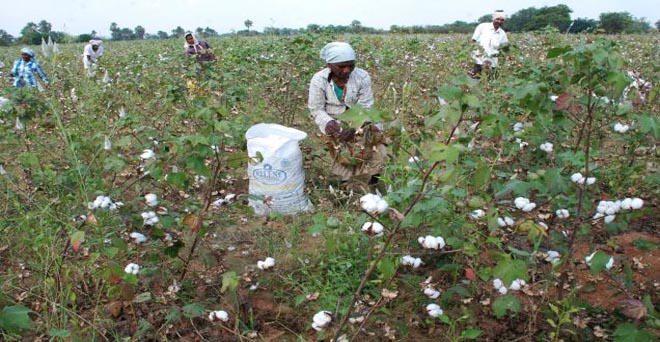 महाराष्ट्र : कपास और गन्ने का उत्पादन बढ़ने का अनुमान, दालों के साथ मोटे अनाजों का कम