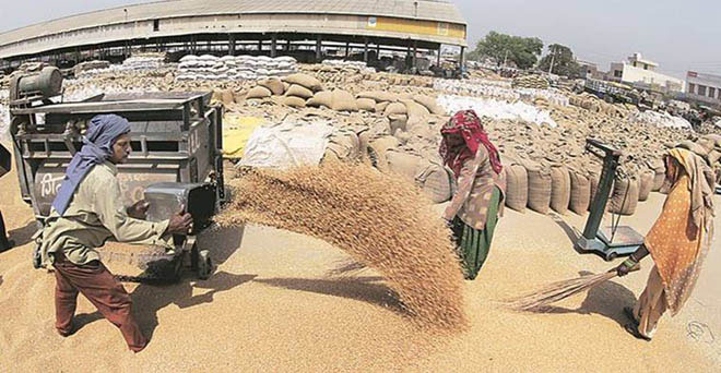 हरियाणा से समर्थन मूल्य पर गेहूं की खरीद का लक्ष्य कम, पंजाब से ज्यादा