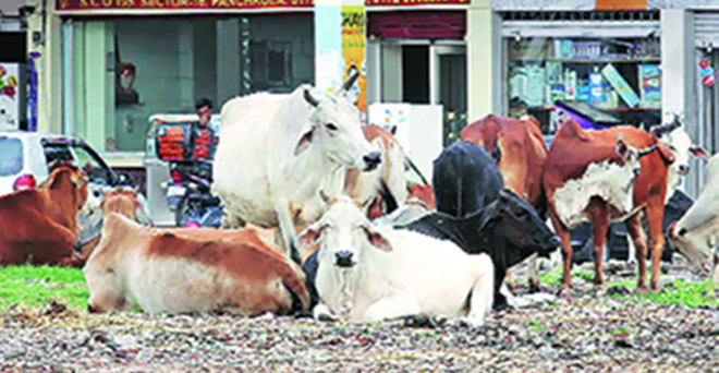 गुजरात : गाय को लेकर दलितों की पिटाई का एक और मामला, 6 गिरफ्तार