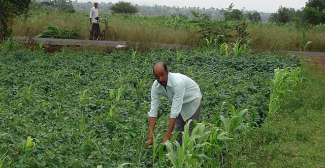 पीएम-किसान योजना का लाभ आंध्रप्रदेश के 43 लाख से ज्यादा किसानों को मिला