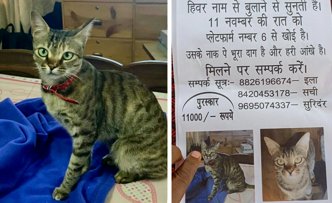 भारत और नेपाल के लिए परेशानी का सबब बनी एक बिल्ली, योगी के शहर में हो रही है तलाश