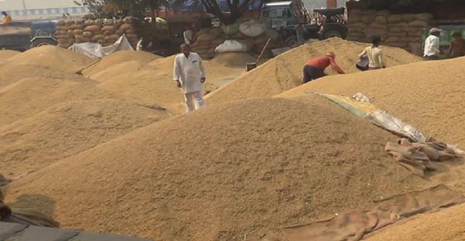 चावल निर्यात घटा, किसान पिछले साल से 500 रुपये कम दाम पर धान बेचने को मजबूर