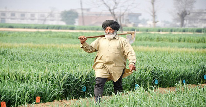 प्रधानमंत्री फसल बीमा योजना पंजाब की खेती के लिए उपयुक्त नहीं-राज्य के कृषि सचिव