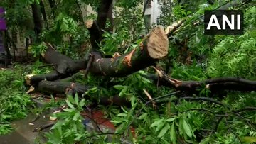 निसर्ग तूफान मुंबई से गुजरा, कई जगह उखड़े पेड़, अलीबाग और पुणे में तीन की मौत